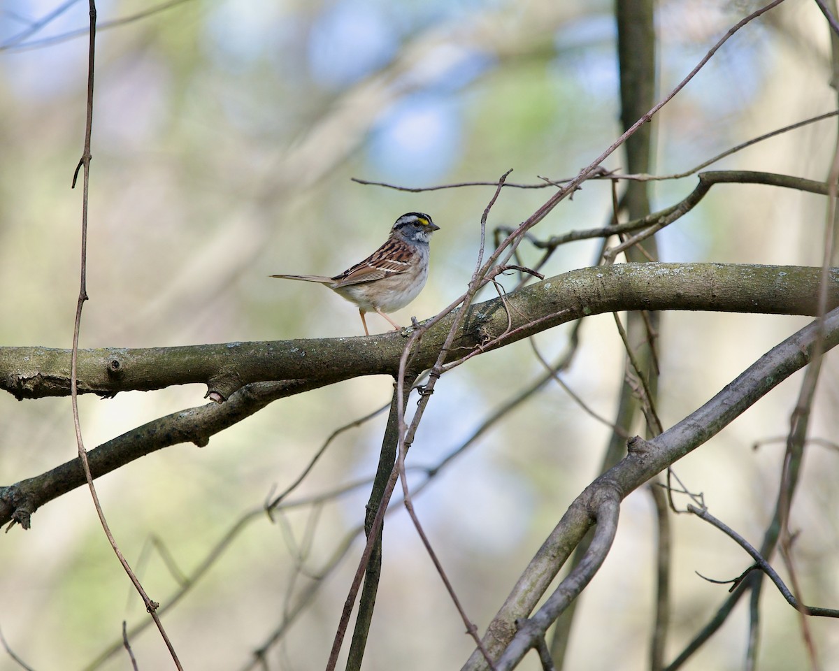 White-throated Sparrow - ML617818636