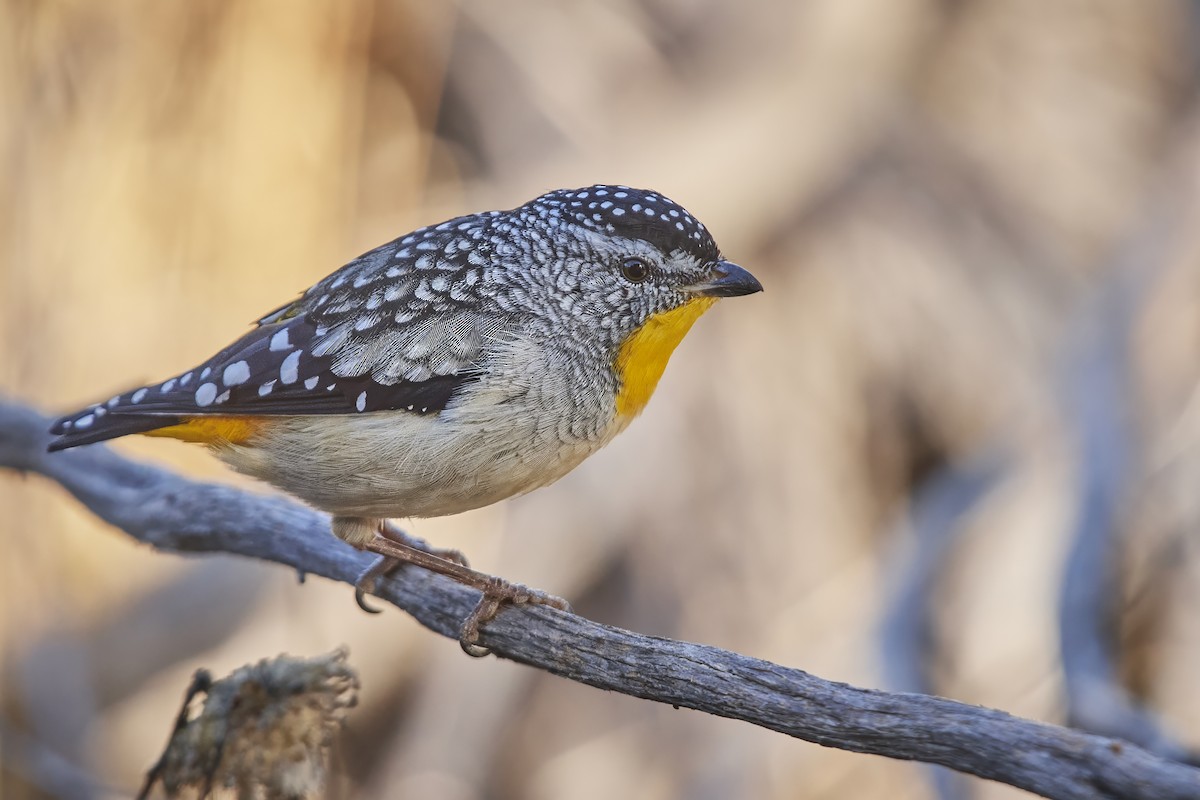 Spotted Pardalote - ML617818649