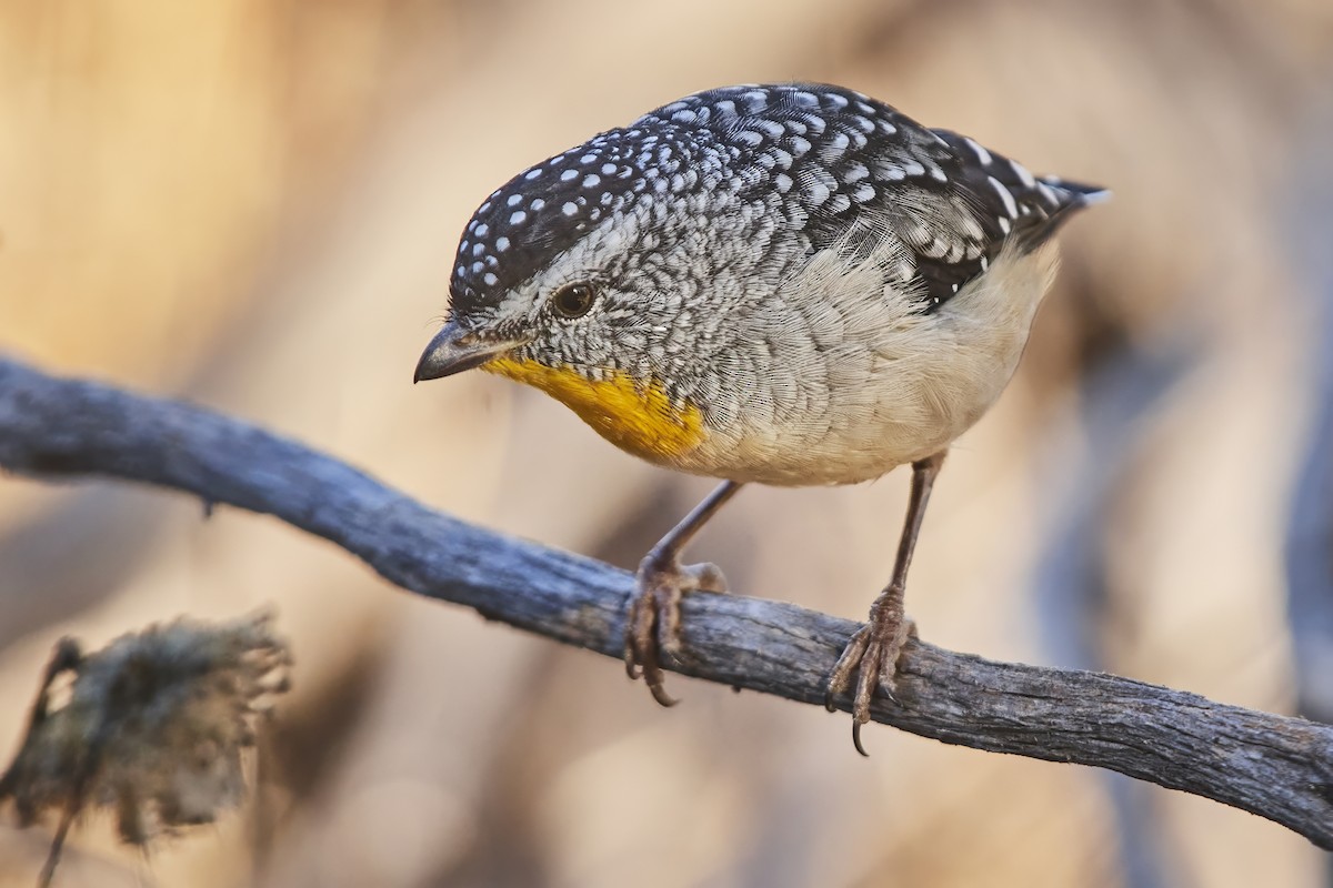 Spotted Pardalote - ML617818650
