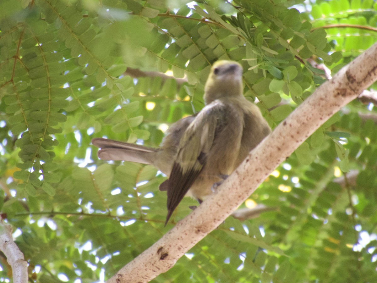 Palm Tanager - ML617818655