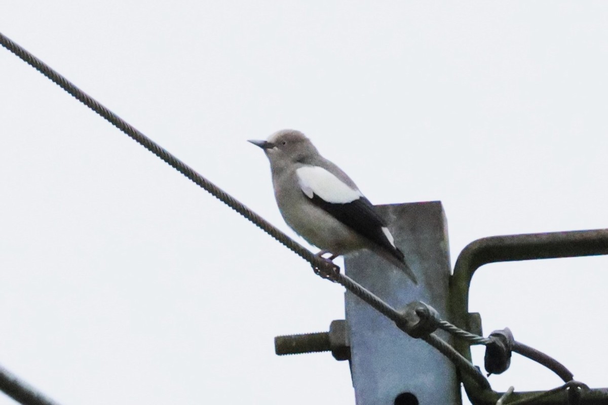 White-shouldered Starling - ML617818710