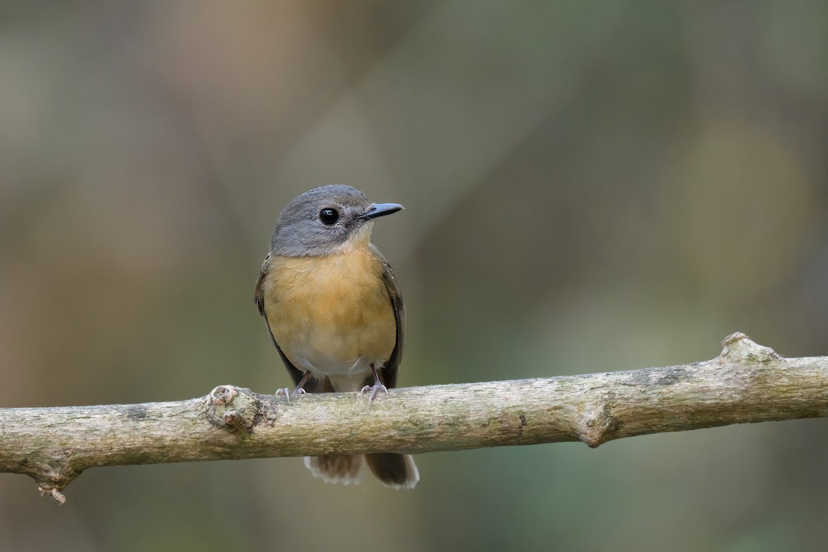 Pale-chinned Flycatcher - ML617818721