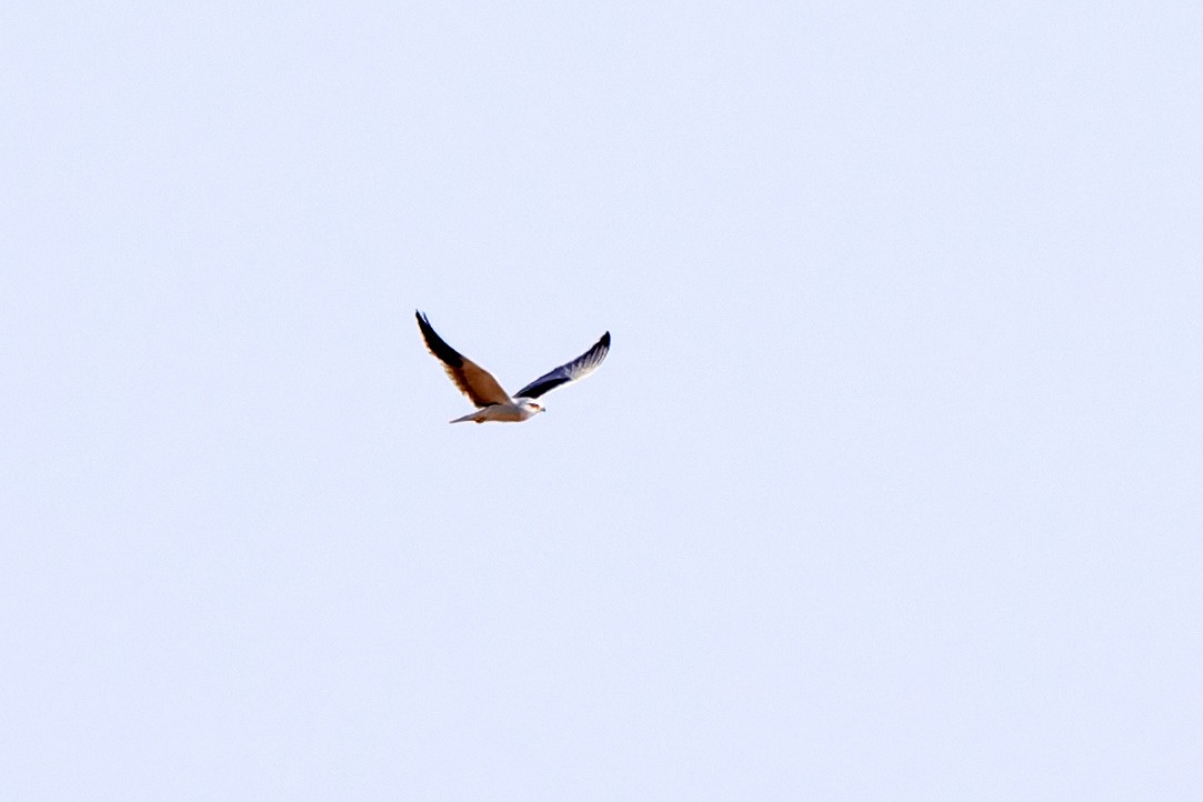 Black-winged Kite - ML617818733