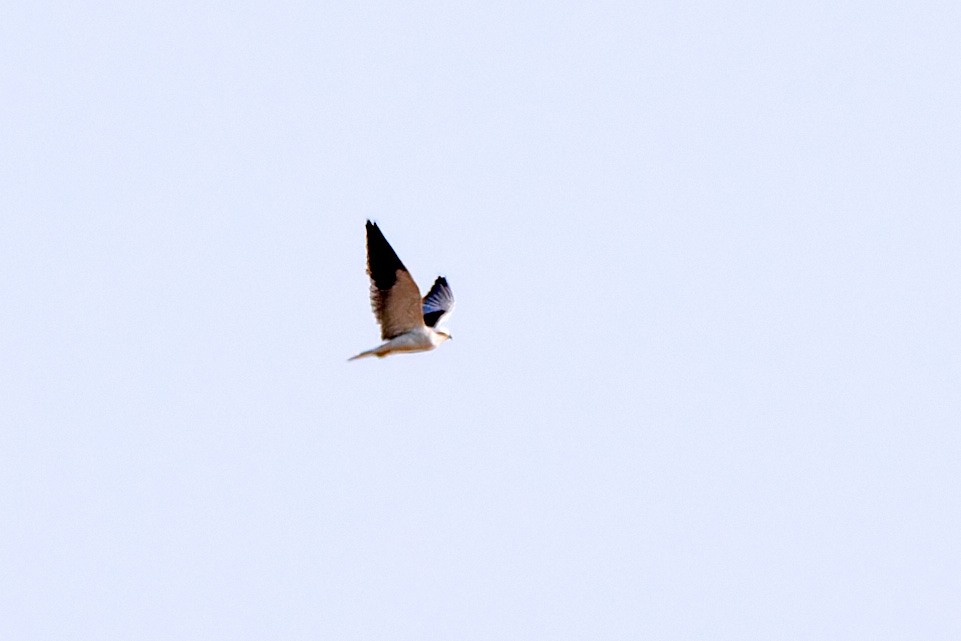 Black-winged Kite - Tomáš Grim