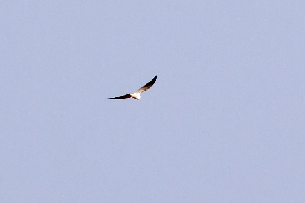 Black-winged Kite - ML617818735