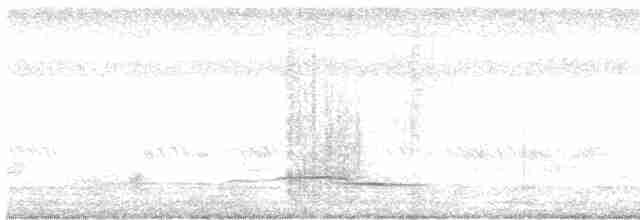 Белобрюхий дронго - ML617818898