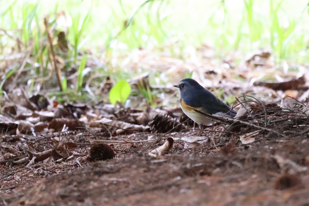 Red-flanked Bluetail - ML617818928