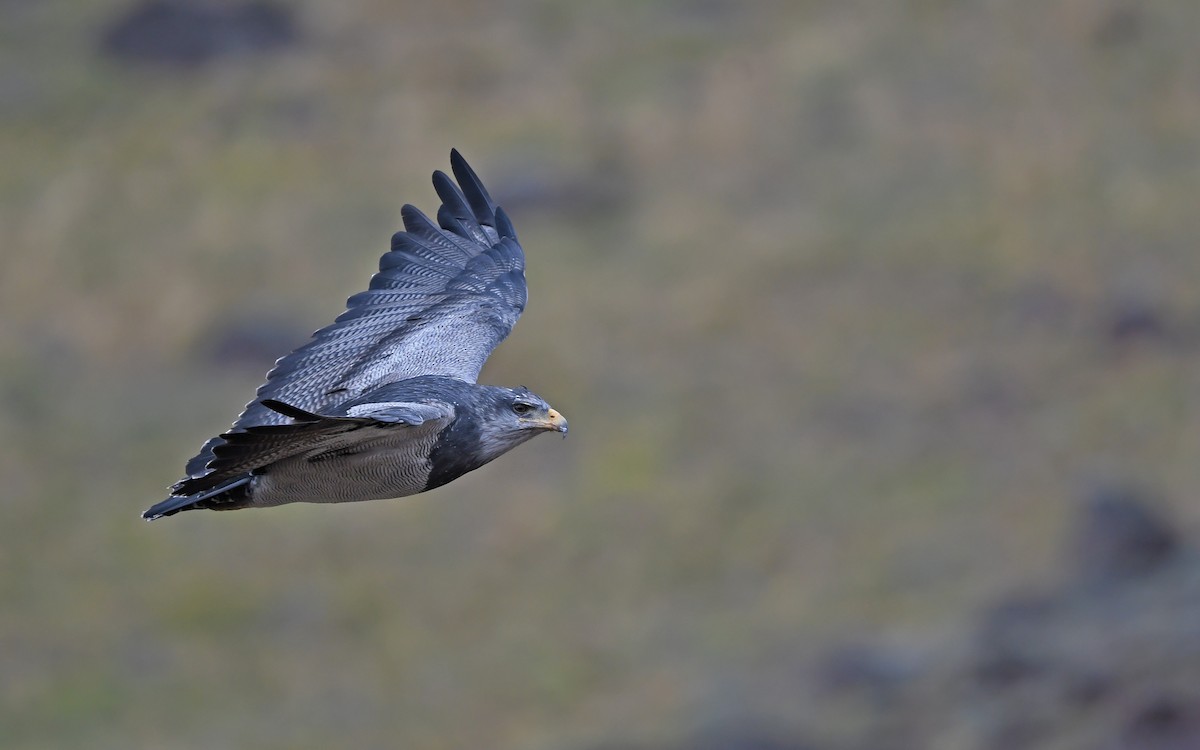 Black-chested Buzzard-Eagle - ML617818972