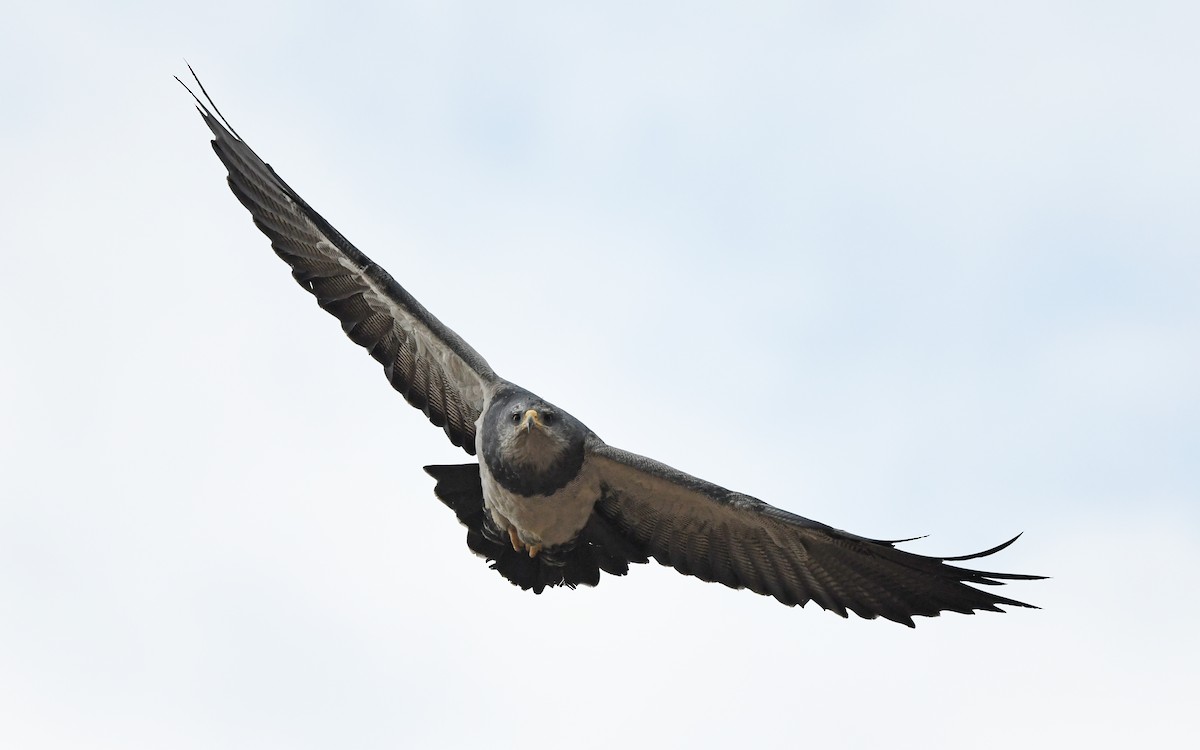 Black-chested Buzzard-Eagle - ML617818973