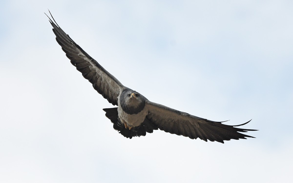 Black-chested Buzzard-Eagle - ML617818976