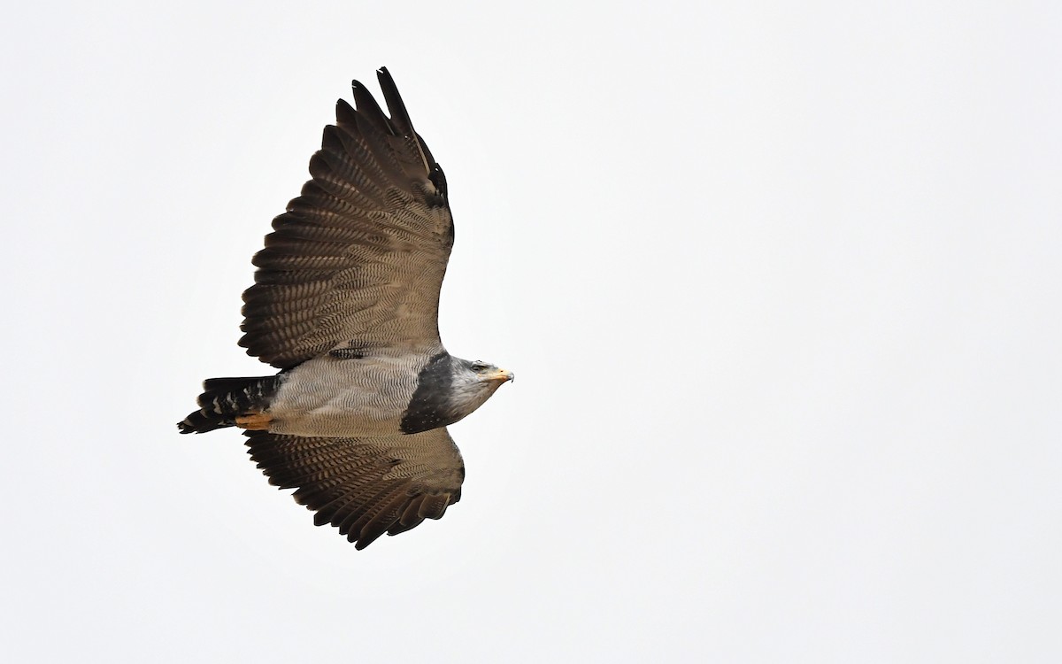 Black-chested Buzzard-Eagle - ML617818977