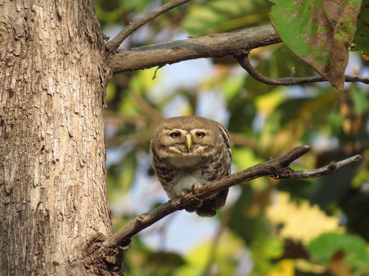 Forest Owlet - Saurabh Jawanjal