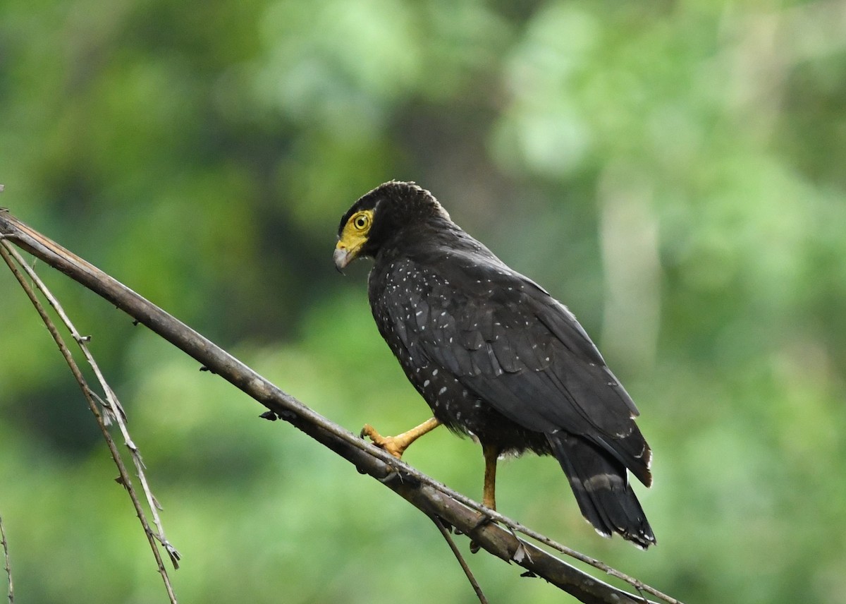 Andaman Serpent-Eagle - ML617819058
