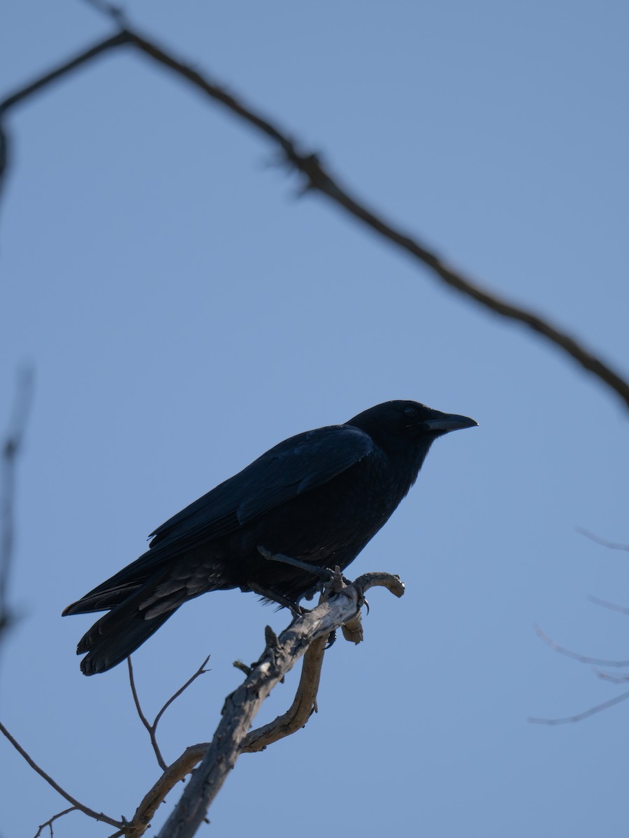 American Crow - ML617819102