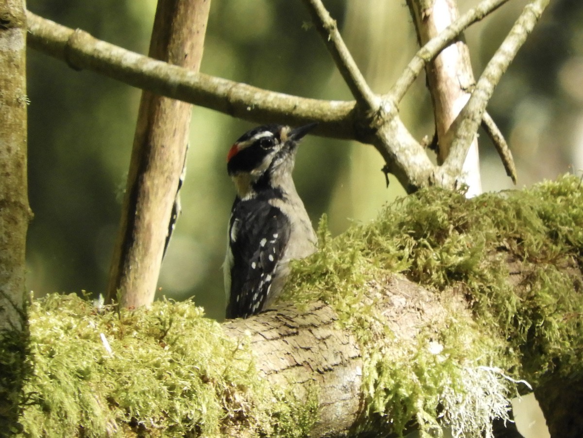 Downy Woodpecker - ML617819135