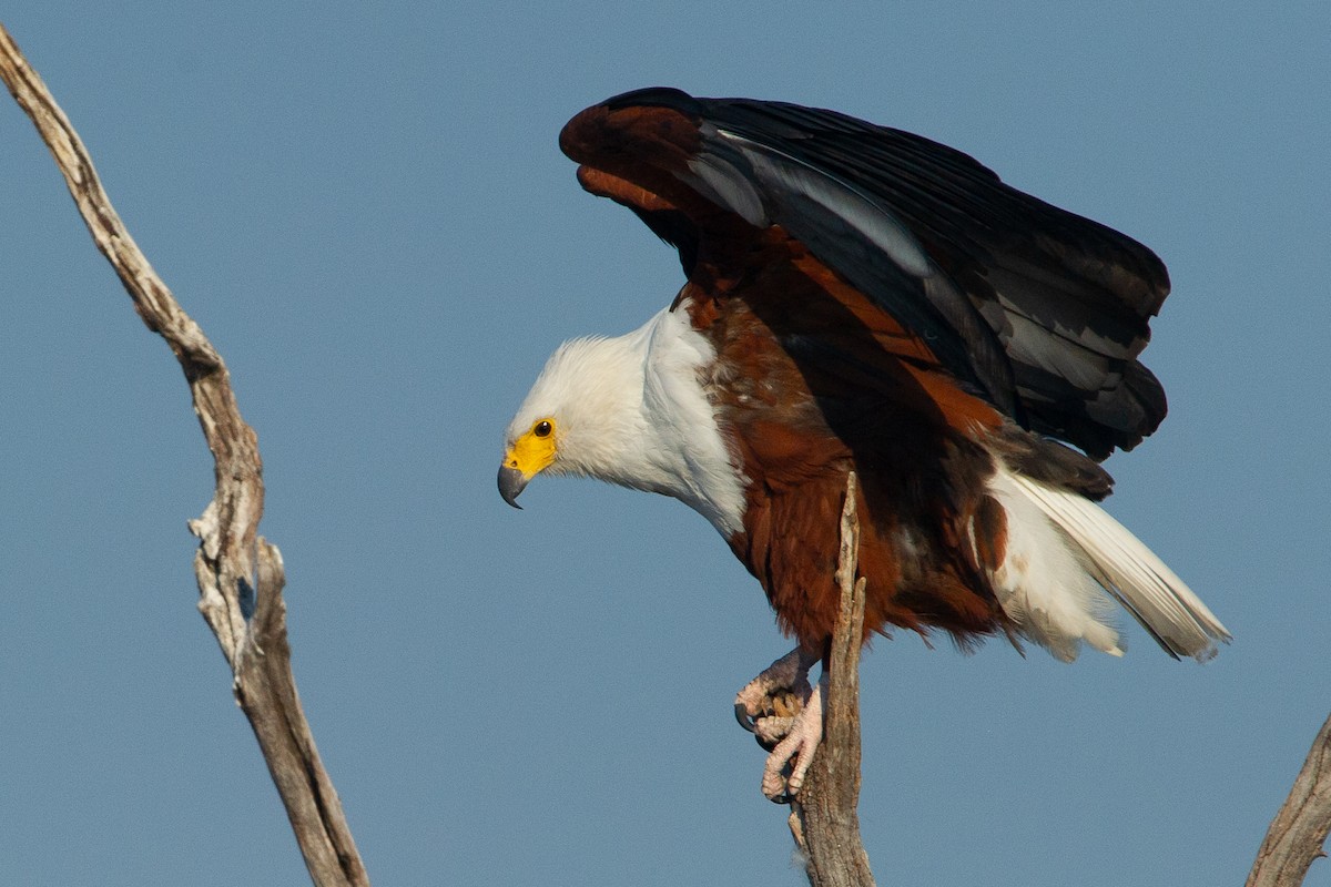 African Fish-Eagle - ML617819137