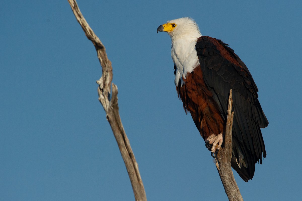 African Fish-Eagle - ML617819138