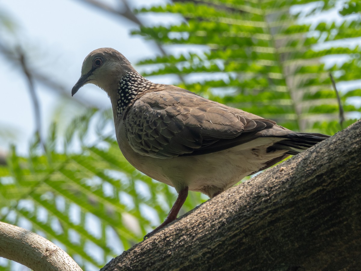 Spotted Dove - Nuttapong Jomjan