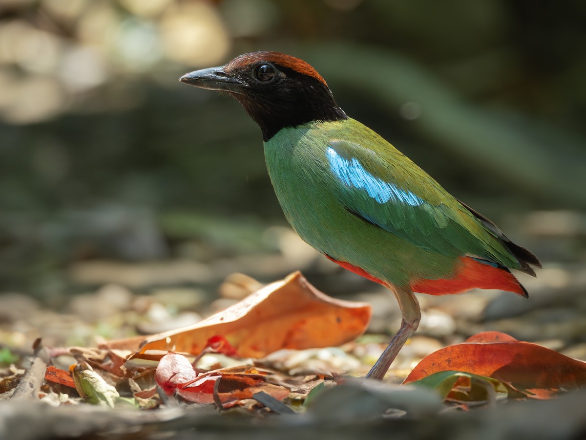 Western Hooded Pitta (Chestnut-crowned) - ML617819206