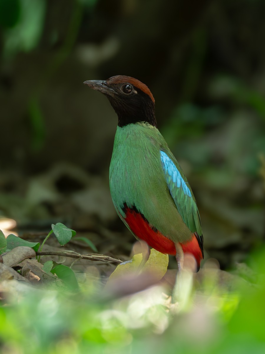 Western Hooded Pitta (Chestnut-crowned) - ML617819207