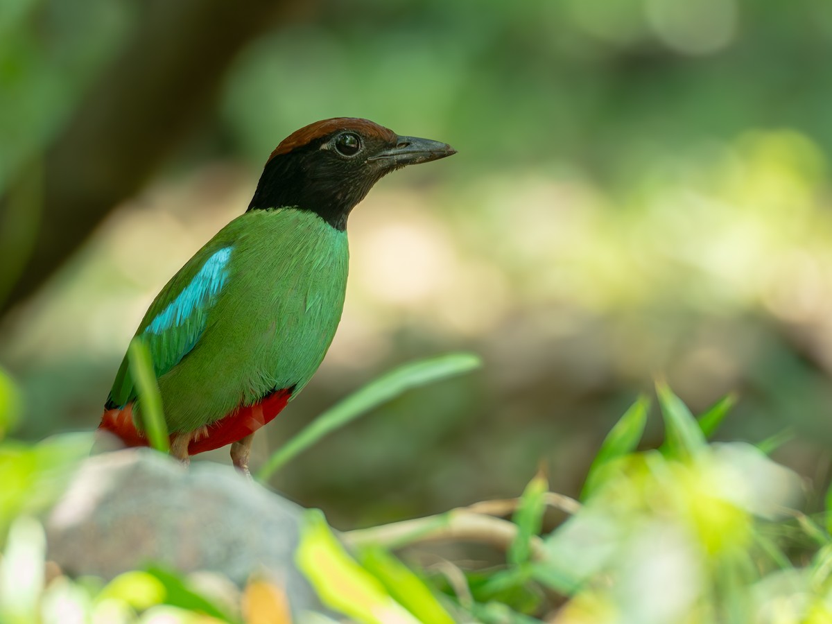 Western Hooded Pitta (Chestnut-crowned) - ML617819208