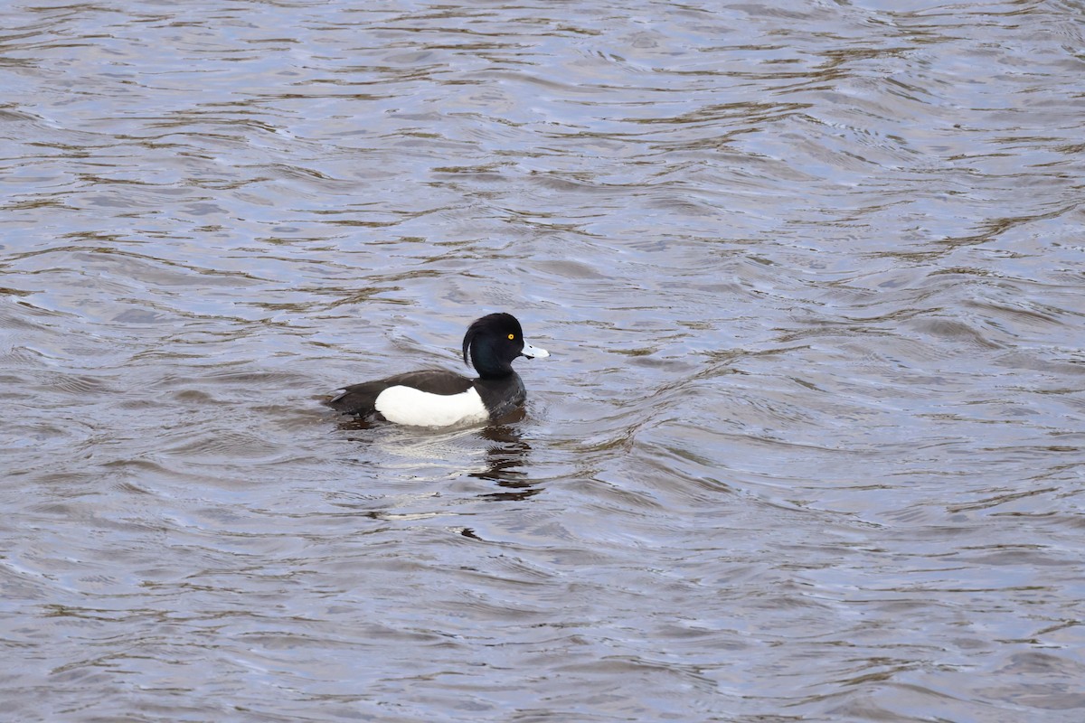 Tufted Duck - ML617819242