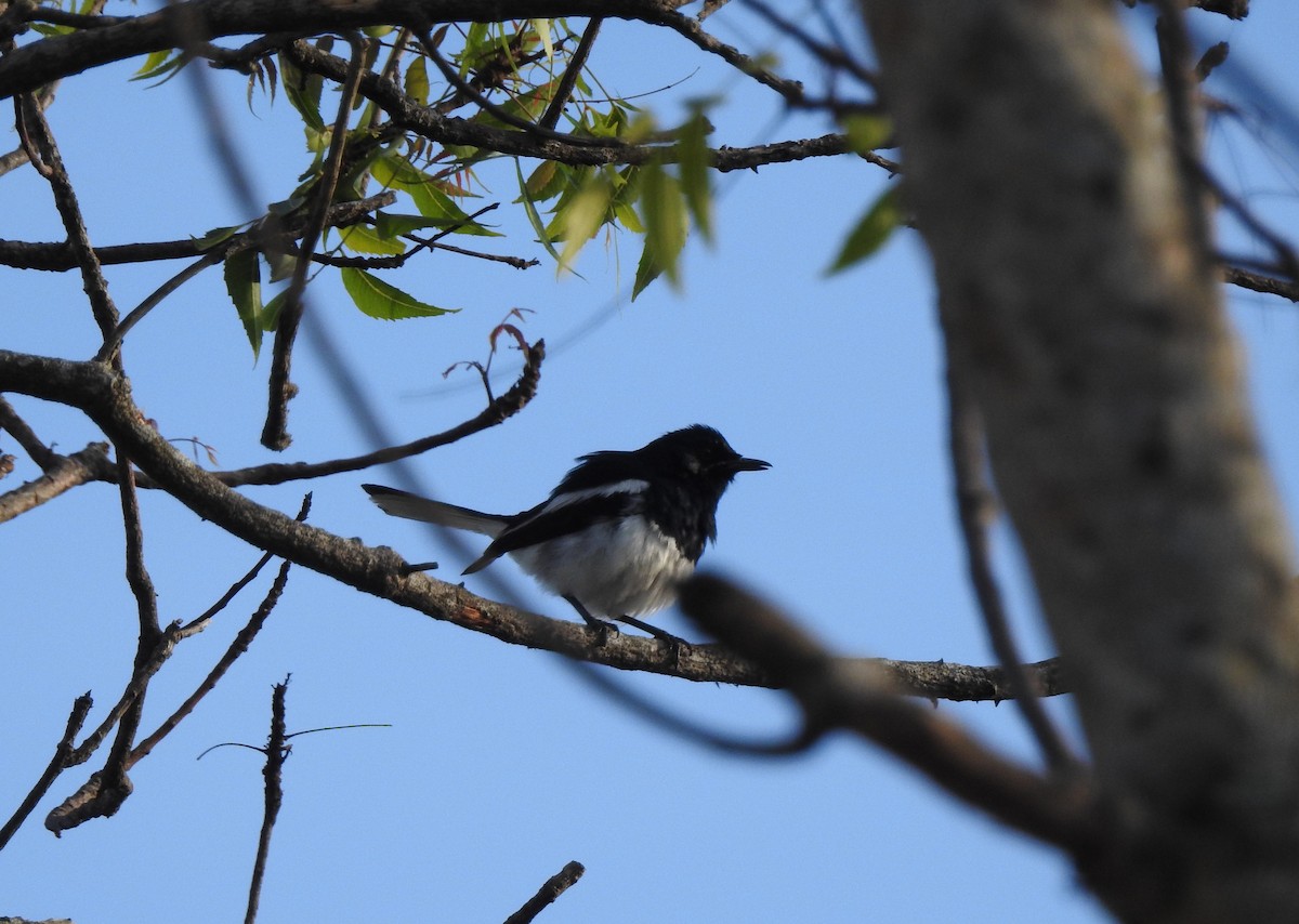 Oriental Magpie-Robin - Mehroon Wahab