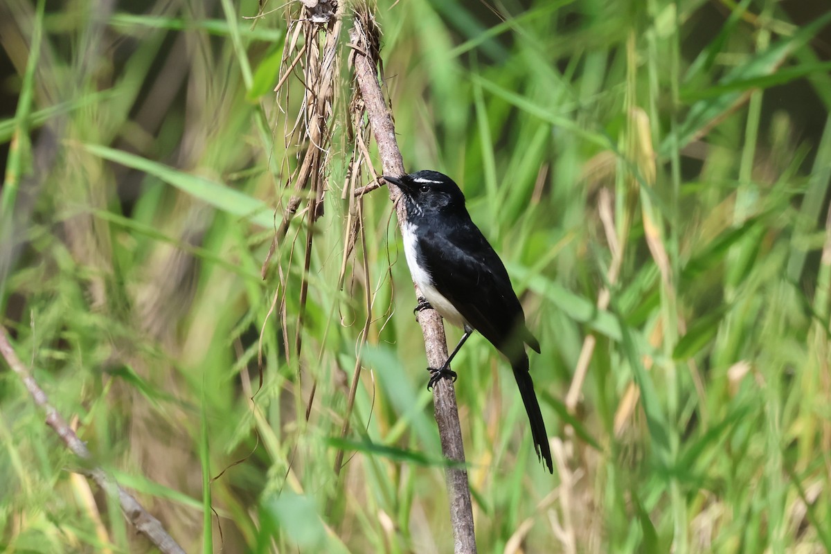 Willie-wagtail - ML617819388