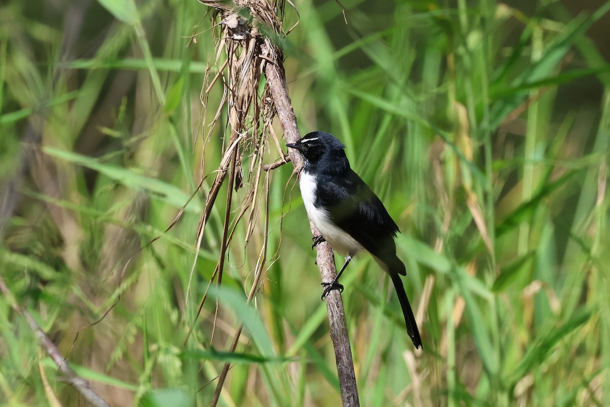 Willie-wagtail - ML617819390