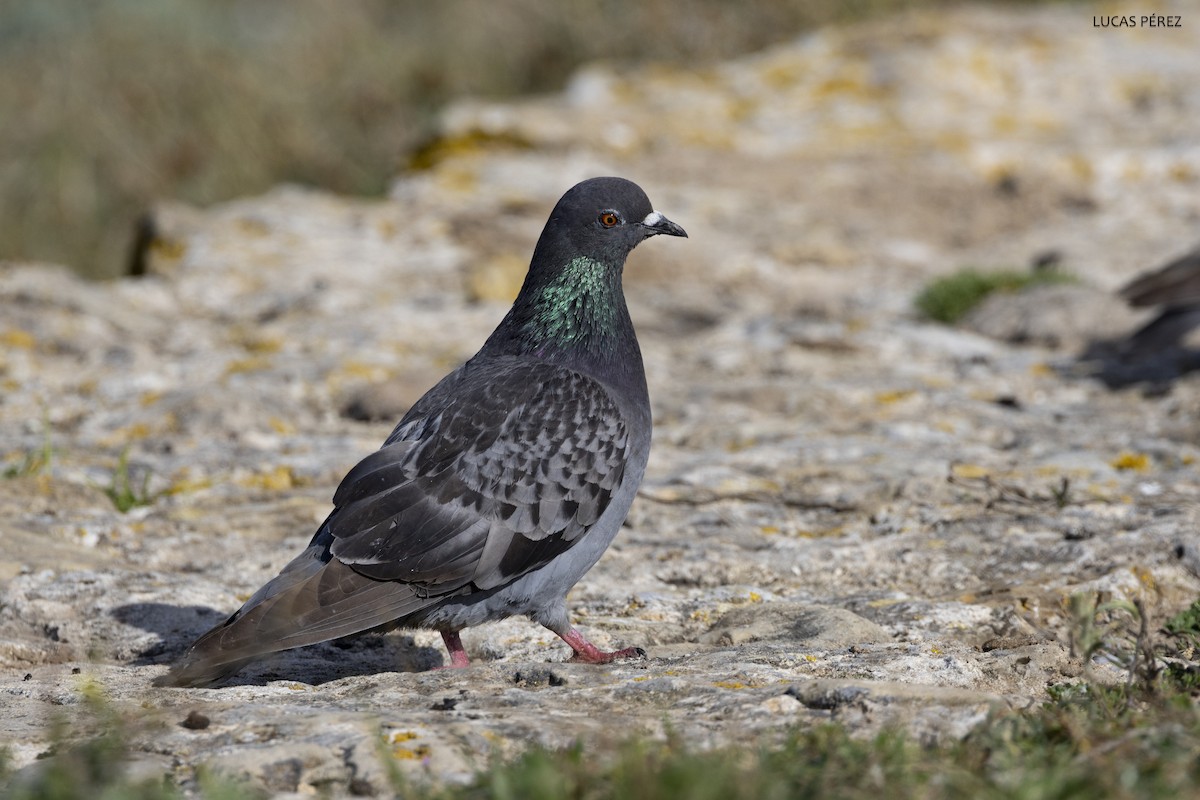 Rock Pigeon (Feral Pigeon) - ML617819405