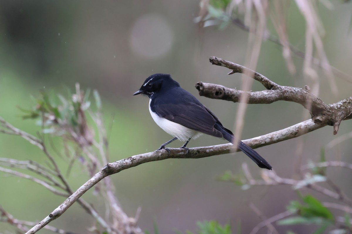 Willie-wagtail - ML617819408