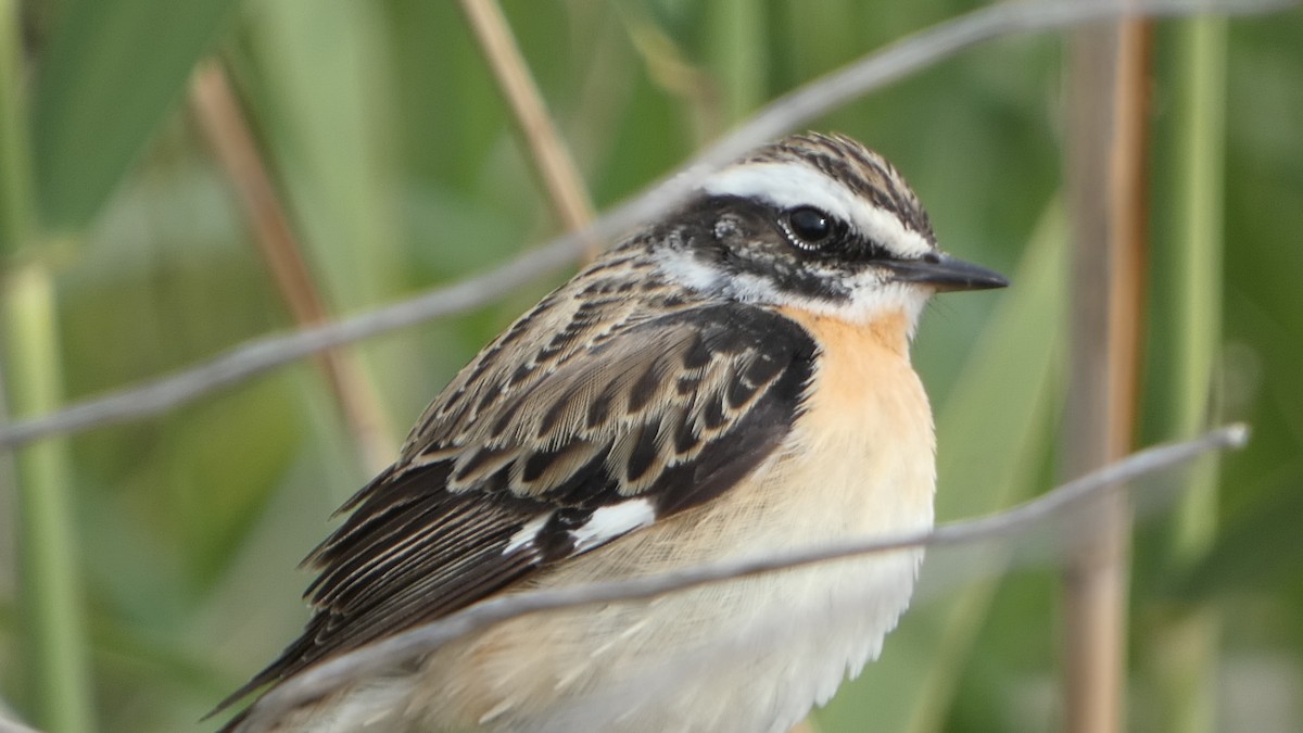 Whinchat - ML617819455