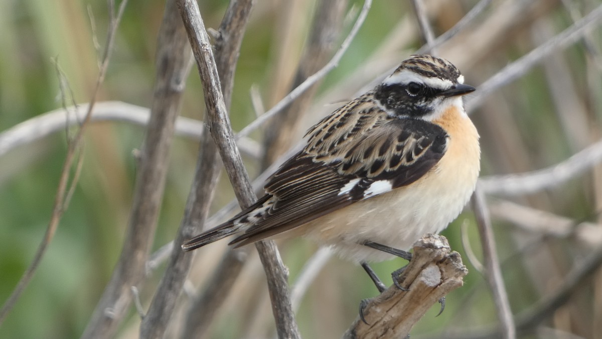 Whinchat - ML617819456