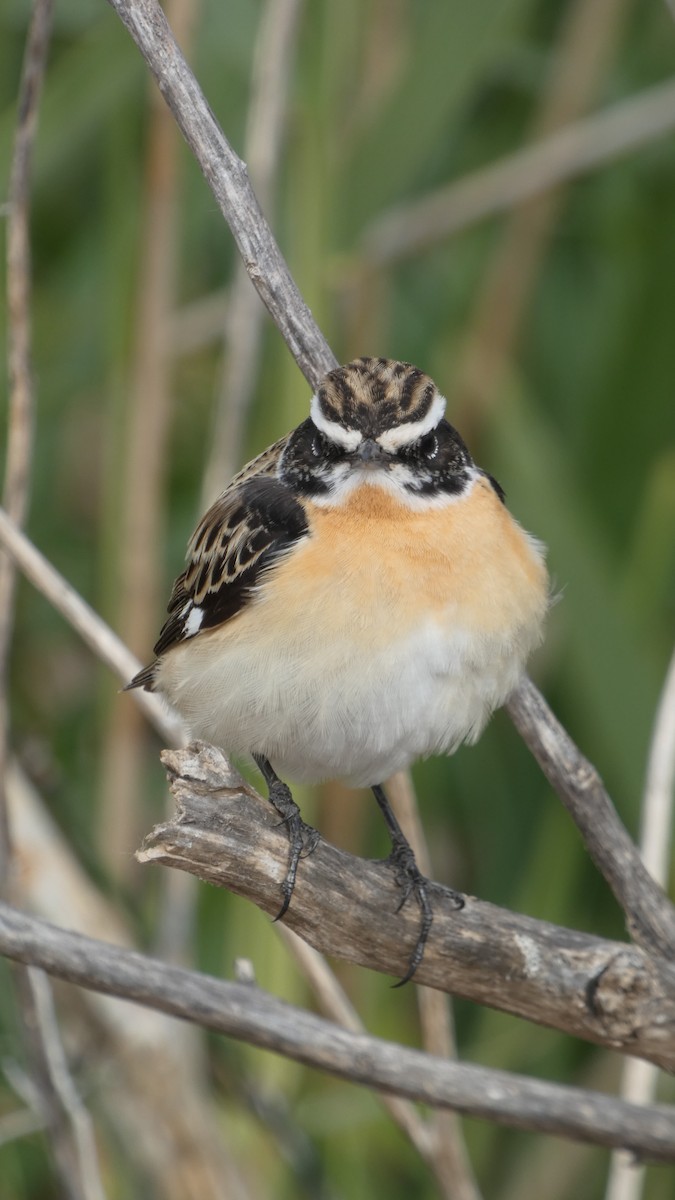 Whinchat - ML617819457