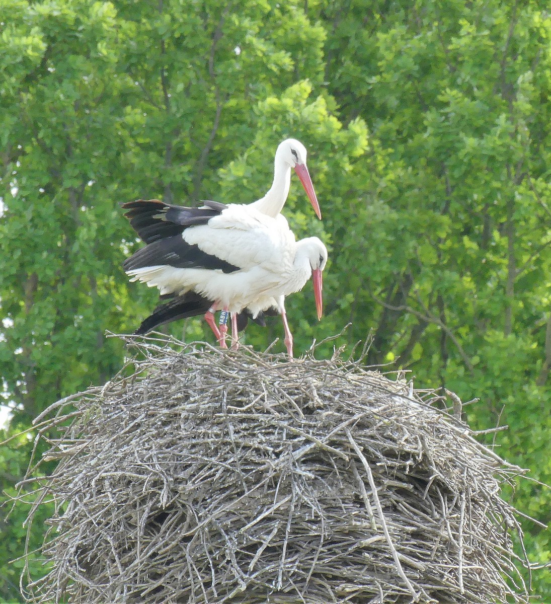 White Stork - ML617819464