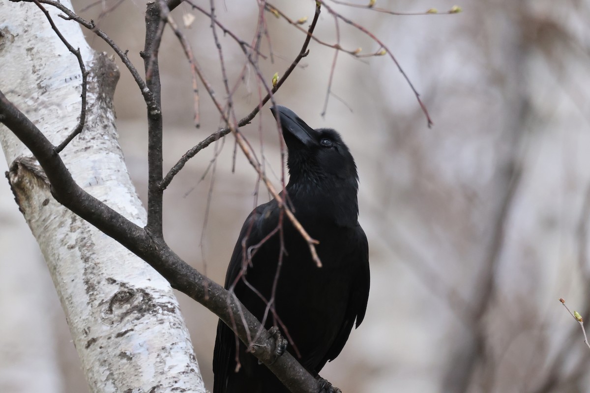 Large-billed Crow - ML617819465