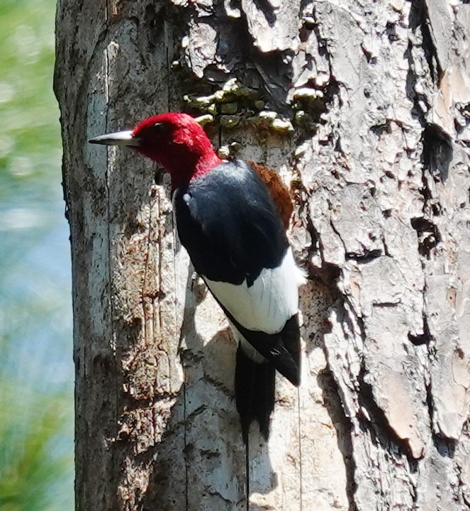 Red-headed Woodpecker - ML617819550
