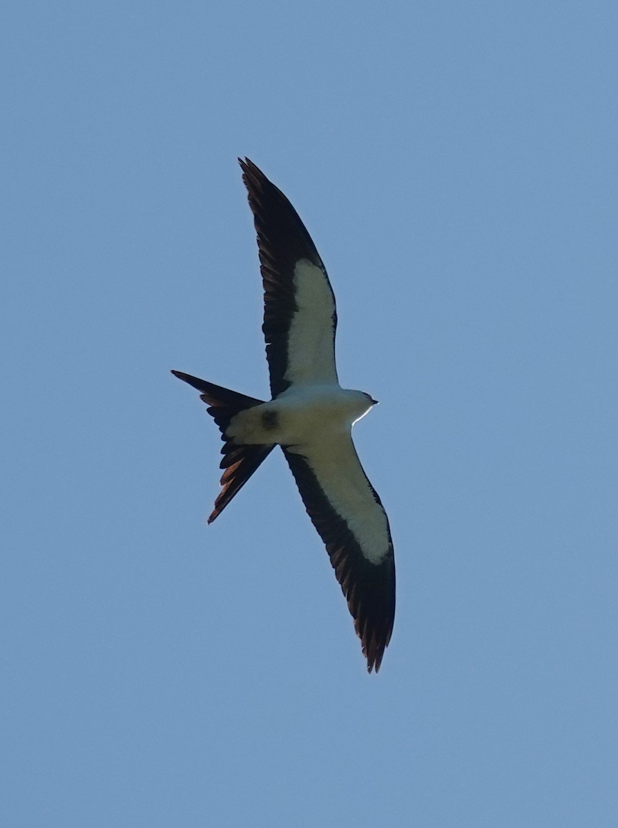 Swallow-tailed Kite - ML617819557