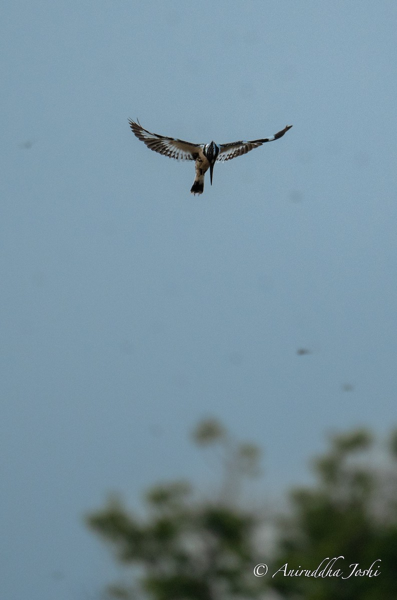 Pied Kingfisher - Aniruddha Joshi