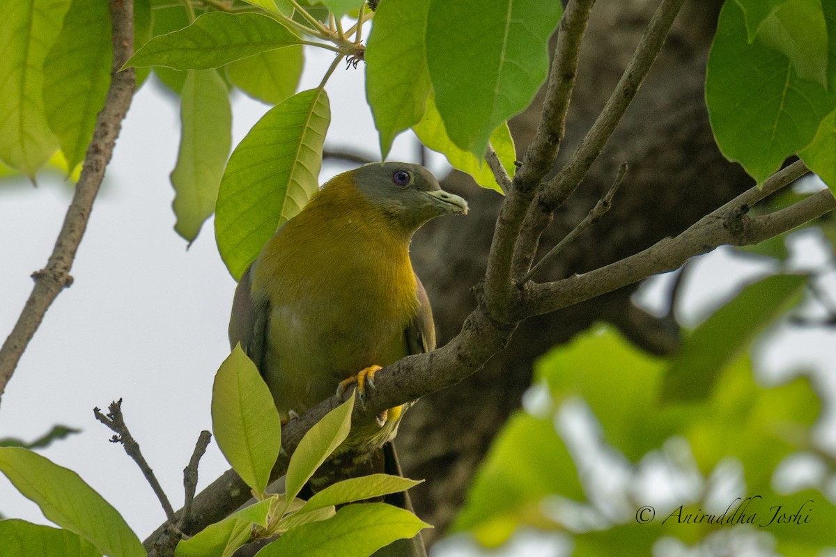 Yellow-footed Green-Pigeon - ML617819621