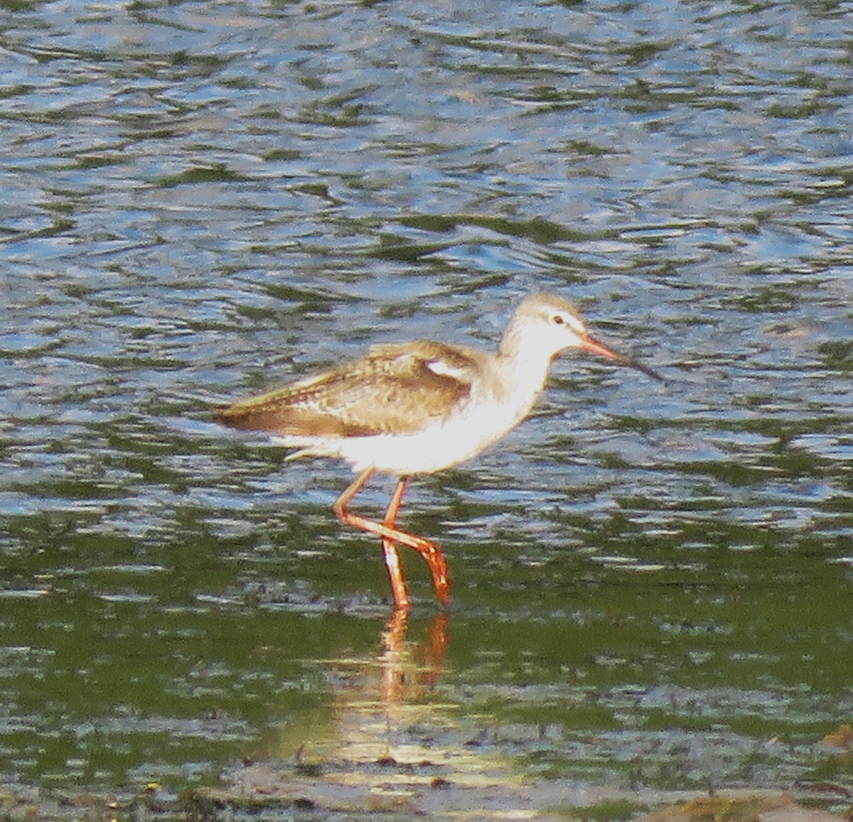 Spotted Redshank - ML617819625