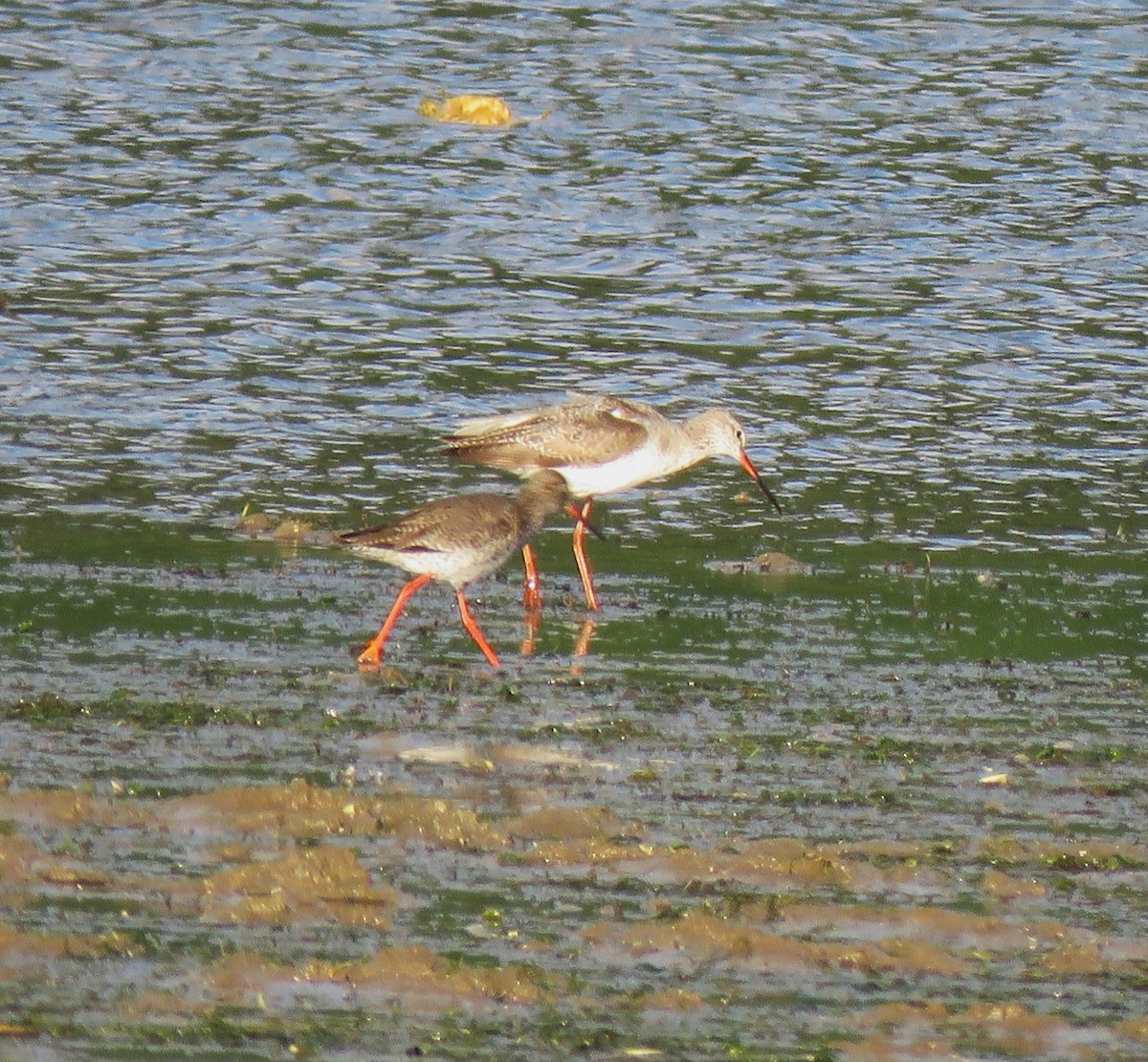 Spotted Redshank - ML617819626