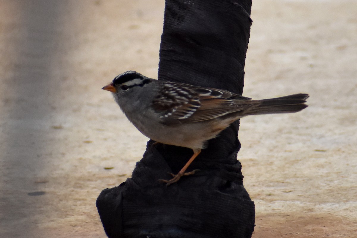 White-crowned Sparrow (Gambel's) - ML617819629