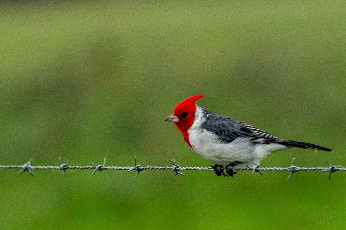 Red-crested Cardinal - ML617819645