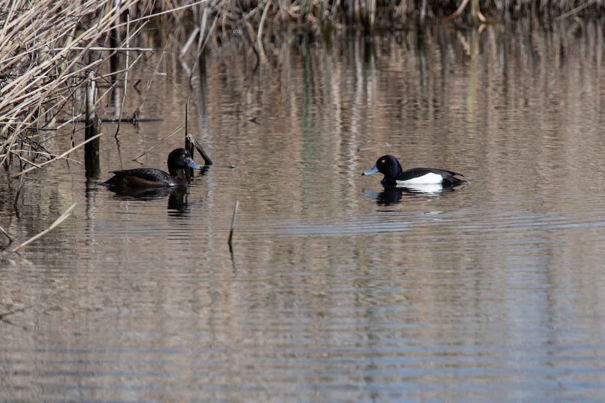 Tufted Duck - David Campbell