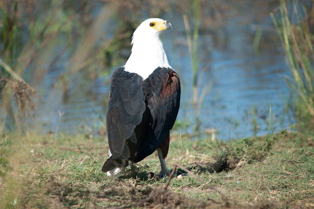 African Fish-Eagle - ML617819700