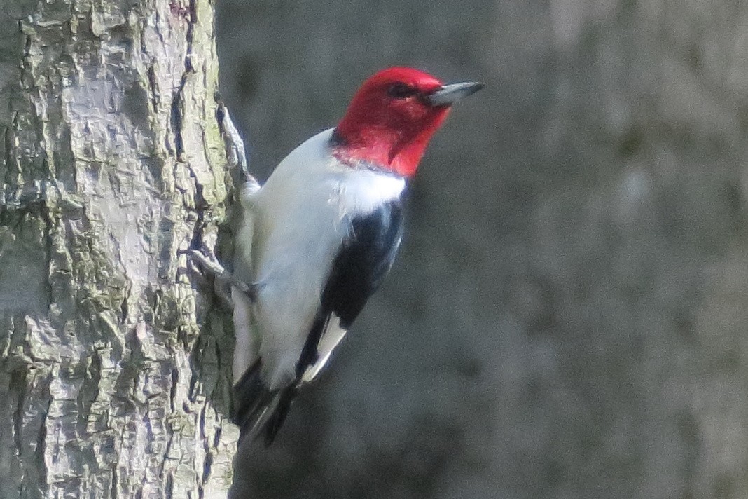 Red-headed Woodpecker - ML617819730