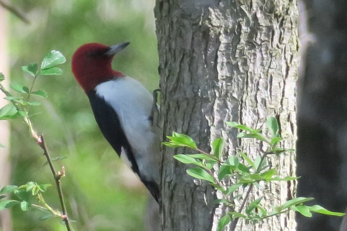 Red-headed Woodpecker - ML617819731