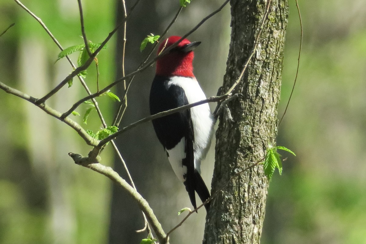 Red-headed Woodpecker - Gail Johnson
