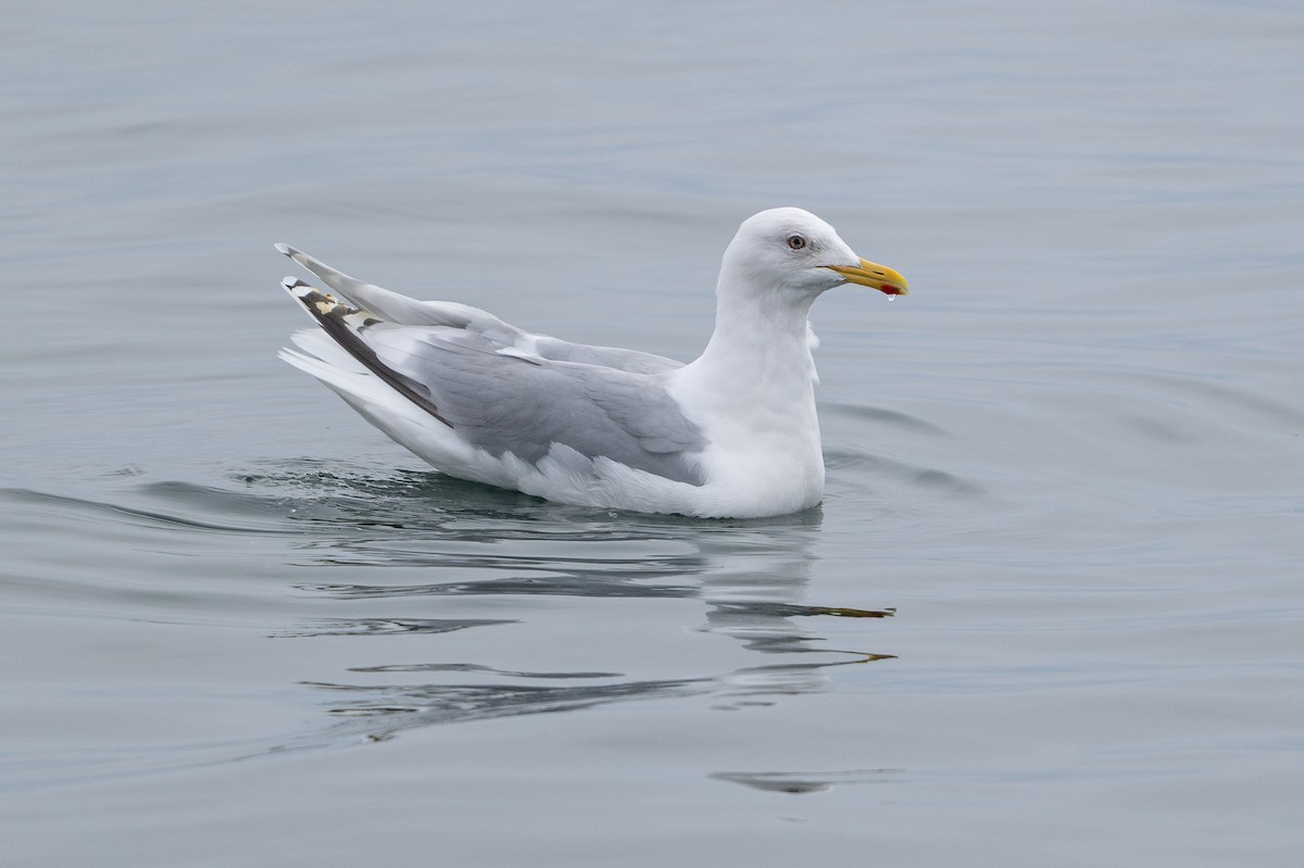 Iceland Gull (thayeri/kumlieni) - ML617819797